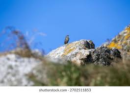 Attēlu rezultāti vaicājumam “Anthus petrosus adult”