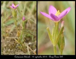 Attēlu rezultāti vaicājumam “Centaurium littorale”
