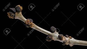 Attēlu rezultāti vaicājumam “Fraxinus excelsior bud”