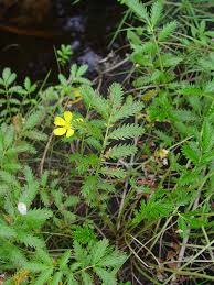 Attēlu rezultāti vaicājumam “Argentina anserina leaf”