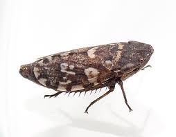 Attēlu rezultāti vaicājumam “Planaphrodes sp.”