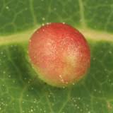 Attēlu rezultāti vaicājumam “Harmandia”