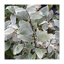 Attēlu rezultāti vaicājumam “Salix lapponum”