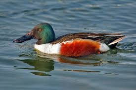 Attēlu rezultāti vaicājumam “Anas clypeata male”