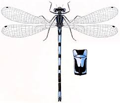 Attēlu rezultāti vaicājumam “Coenagrion pulchellum”