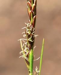 Attēlu rezultāti vaicājumam “Carex pilulifera”