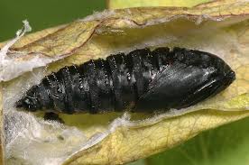 Attēlu rezultāti vaicājumam “Aphelia viburniana”