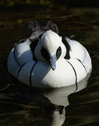 Attēlu rezultāti vaicājumam “Mergus albellus”