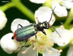 Attēlu rezultāti vaicājumam “Malachius bipustulatus”