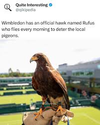 Image result for Wimbledon Hawks