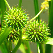 Attēlu rezultāti vaicājumam “Sparganium minimum leaf”