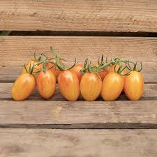 Afbeeldingsresultaat voor blushing yellow tomato