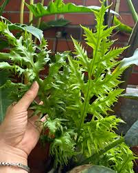 「綠羽毛」的圖片搜尋結果