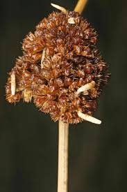 Attēlu rezultāti vaicājumam “Coleophora alticolella”