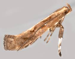 Attēlu rezultāti vaicājumam “Calybites phasianipennella”