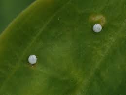 Attēlu rezultāti vaicājumam “Maculinea alcon eggs”