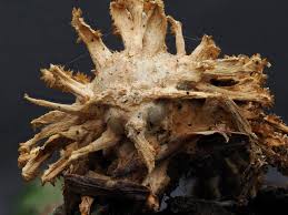 Attēlu rezultāti vaicājumam “Akanthomyces aculeatus”