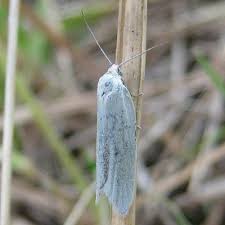 Attēlu rezultāti vaicājumam “Eana argentana”