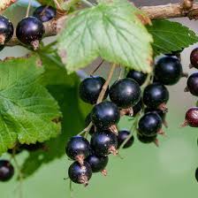 Attēlu rezultāti vaicājumam “Ribes nigrum”