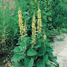 Image result for Königskerzen