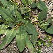 Attēlu rezultāti vaicājumam “Succisa pratensis bud”