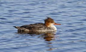 Attēlu rezultāti vaicājumam “Mergus serrator female”