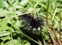 Attēlu rezultāti vaicājumam “Gynaephora selenitica”