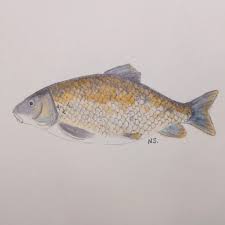 Image result for Moxostoma hubbsi