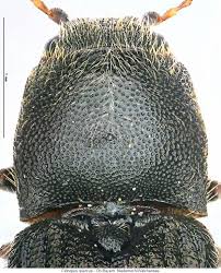 Attēlu rezultāti vaicājumam “Cidnopus aeruginosus”