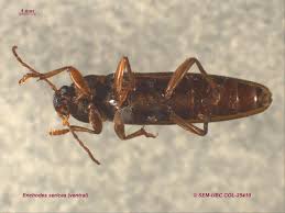 Attēlu rezultāti vaicājumam “Melandryidae”