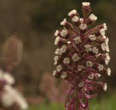 Attēlu rezultāti vaicājumam “Petasites hybridus”