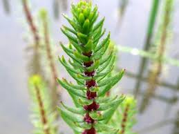 Attēlu rezultāti vaicājumam “Hippuridaceae”