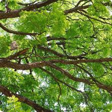 Attēlu rezultāti vaicājumam “Gymnocladus dioicus”