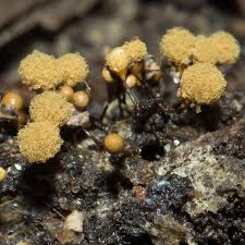 Attēlu rezultāti vaicājumam “Hemitrichia calyculata young”