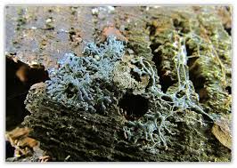 Attēlu rezultāti vaicājumam “Cribraria splendens”