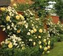 David Austin Ros
es -  Bare roo ...