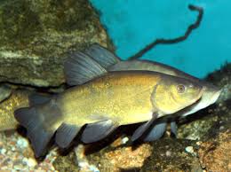 Image result for Tinca tinca