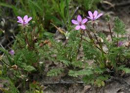 Attēlu rezultāti vaicājumam “Erodium cicutarium flower”