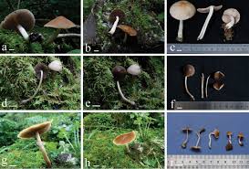 Attēlu rezultāti vaicājumam “Psathyrella sp.”