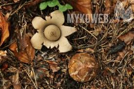 Attēlu rezultāti vaicājumam “Geastrum rufescens”