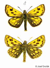 Attēlu rezultāti vaicājumam “Carterocephalus silvicolus”