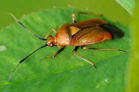 Attēlu rezultāti vaicājumam “Deraeocoris ruber imago”