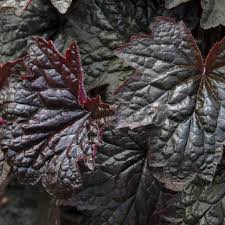 Image result for HEUCHERA americana 'Palace Purple Auslese'