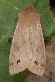 Attēlu rezultāti vaicājumam “Orthosia munda”