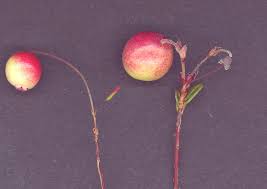 Attēlu rezultāti vaicājumam “Oxycoccus palustris fruit”