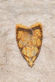 Attēlu rezultāti vaicājumam “Acleris bergmanniana”