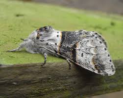 Attēlu rezultāti vaicājumam “Furcula bifida”