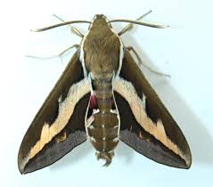 Attēlu rezultāti vaicājumam “Hyles gallii imago”