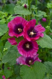 Image result for Alcea rosea