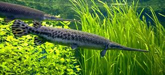Image result for Lepisosteus osseus